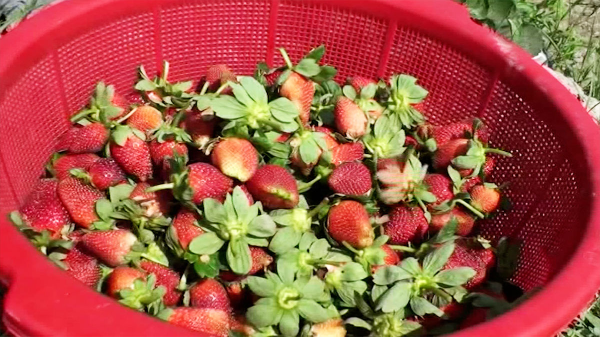 স্ট্রবেরি চাষে লালমনিরহাটের জাহিদের সাফল্য