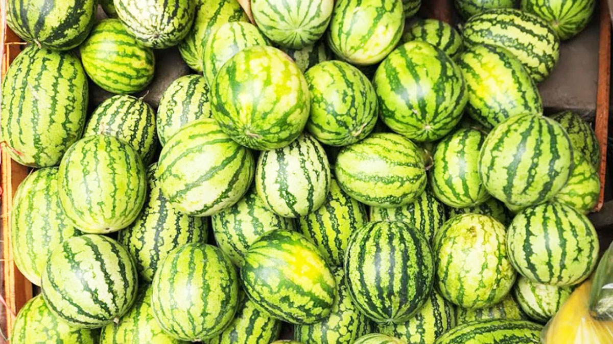 ৫-৭ কেজির তরমুজ ২০০, ৮-১২ কেজির দাম ২৫০ টাকা