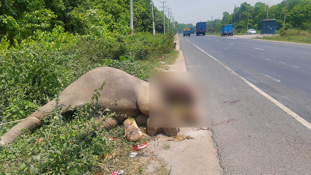 গাজীপুরে মহাসড়কের পাশ থেকে মৃত হাতি উদ্ধার