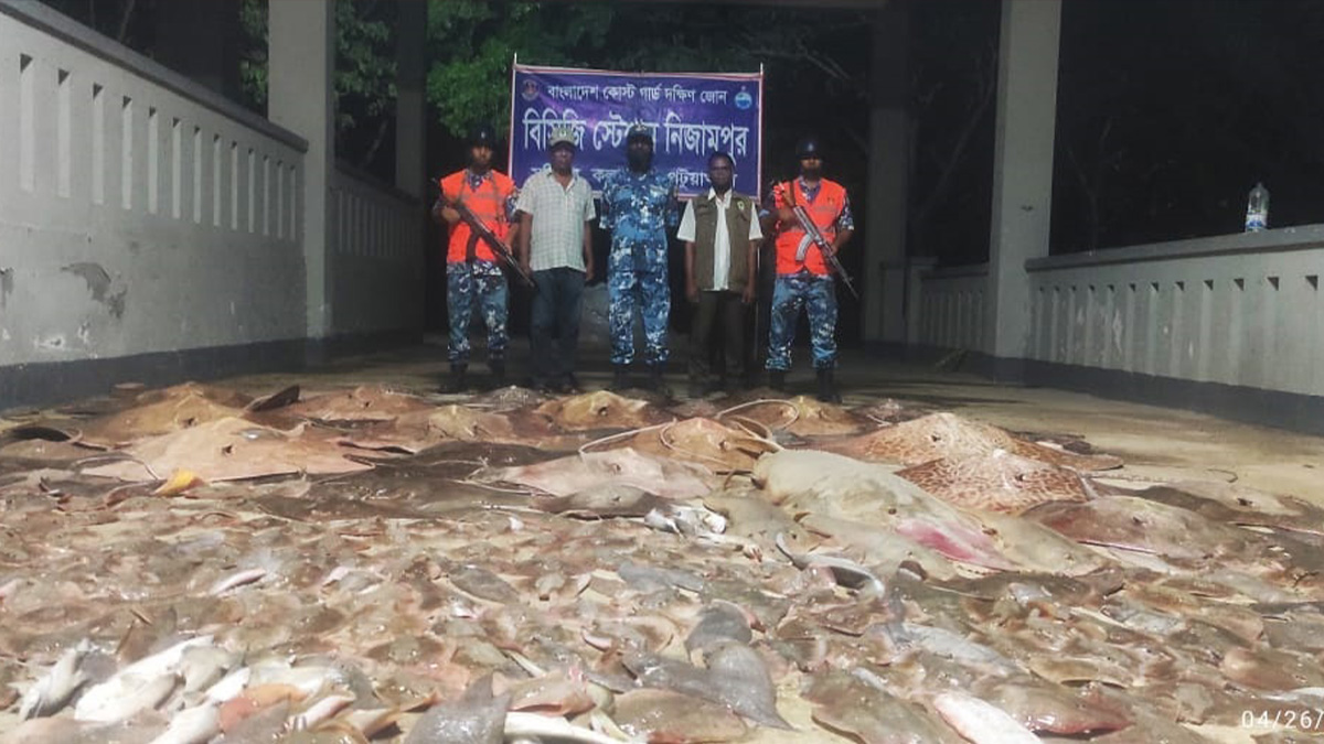 পটুয়াখালীতে ৫০ মণ নিষিদ্ধ শাপলা পাতা মাছ জব্দ