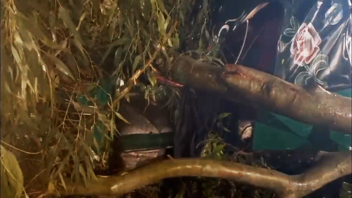 রোগী বহনকারী সিএনজির উপর গাছ পড়ে আহত ৫