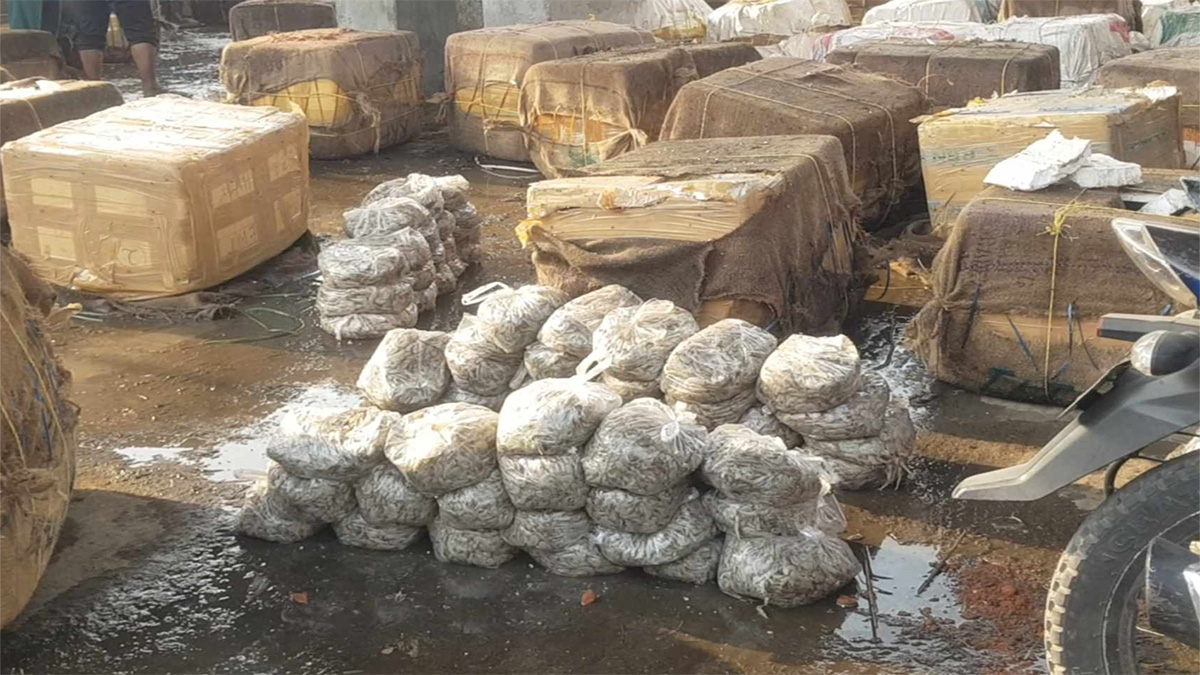 ভারত থেকে সামুদ্রিক মাছের ট্রাকে এলো বিপুল পরিমাণ চিংড়ি