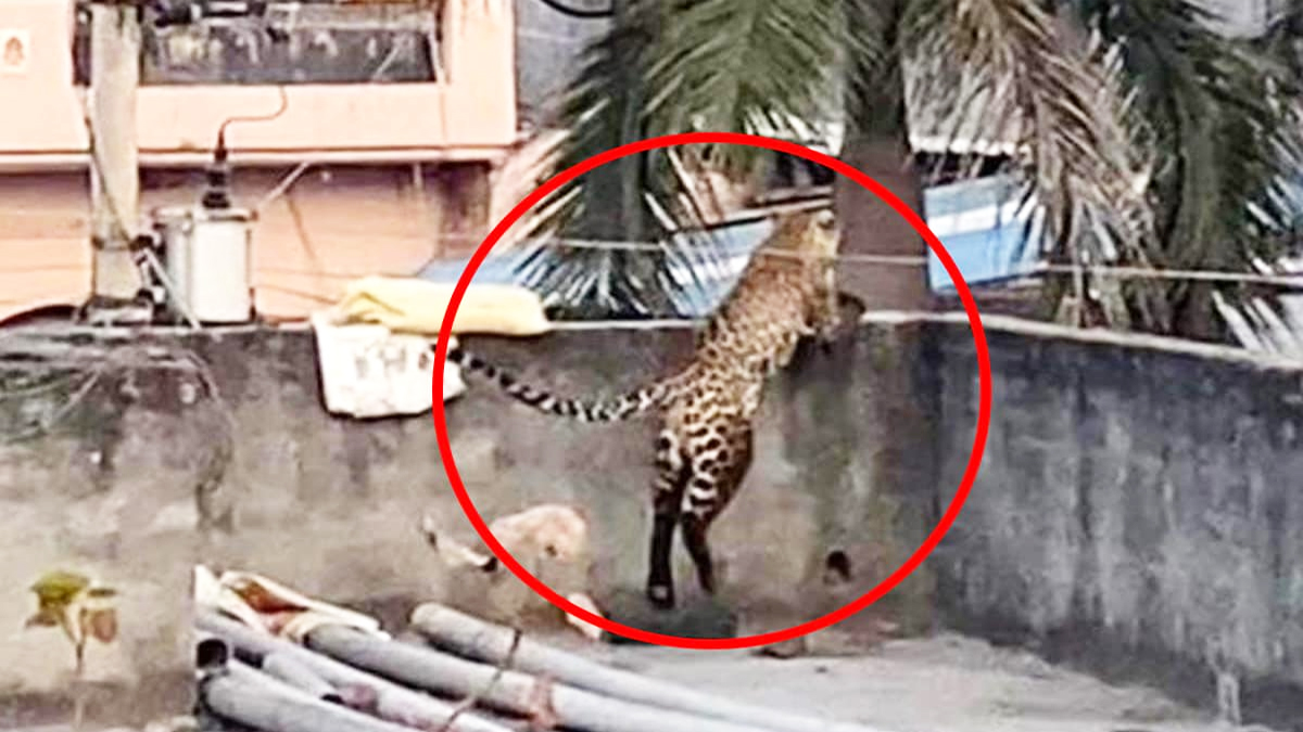 বাড়িতে ঢুকে আক্রমণ করল ‘চিতা’