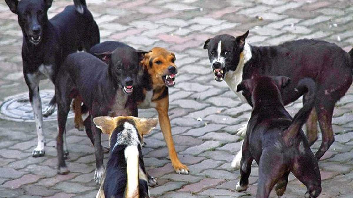 ডেমরায় কুকুরের কামড়ে ক্ষতবিক্ষত শিশু