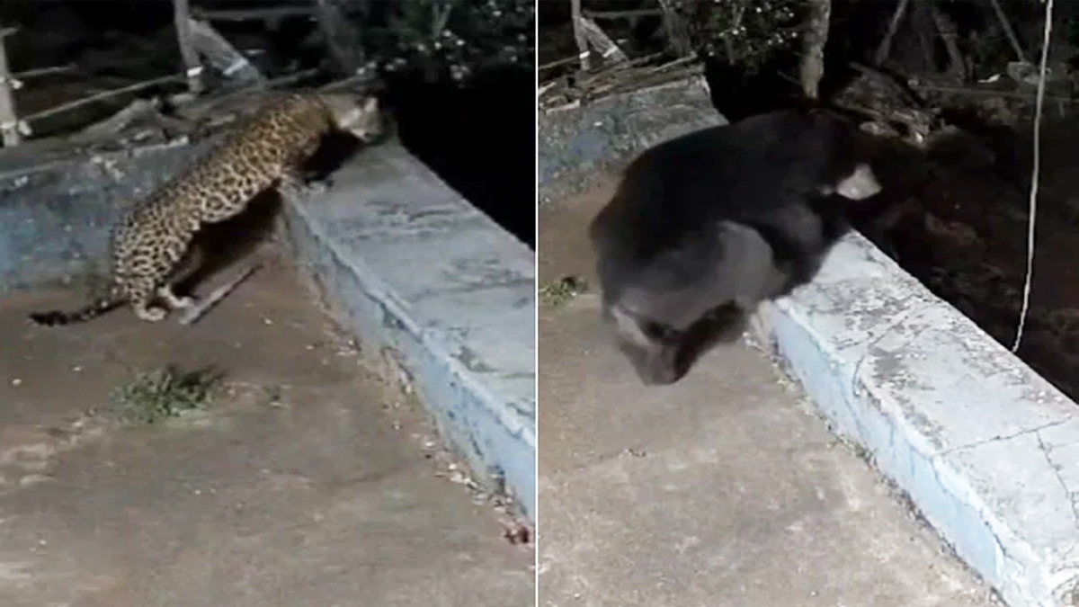 গভীর রাতে বাড়িতে ঢুকে পড়লো চিতা বাঘ ও ভালুক