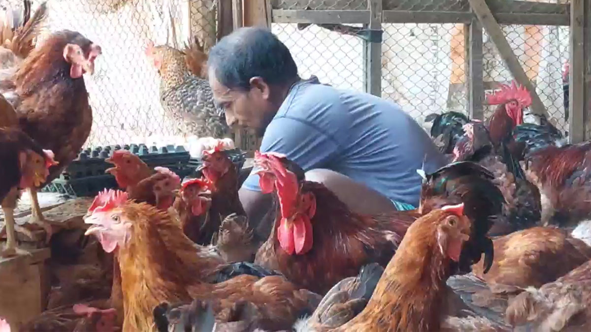 তীব্র গরমে হিটস্ট্রোকে মারা যাচ্ছে খামারের মুরগি, কমেছে ডিম উৎপাদন