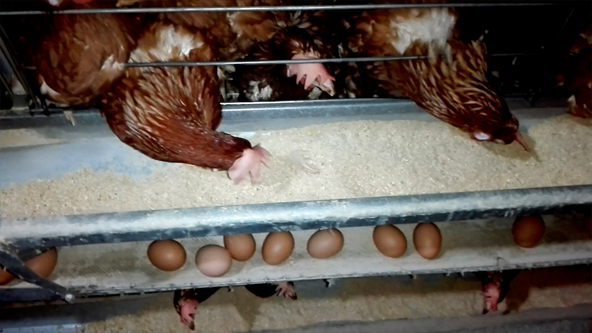 পোল্ট্রি খাতে দাবদাহের বিরূপ প্রভাব