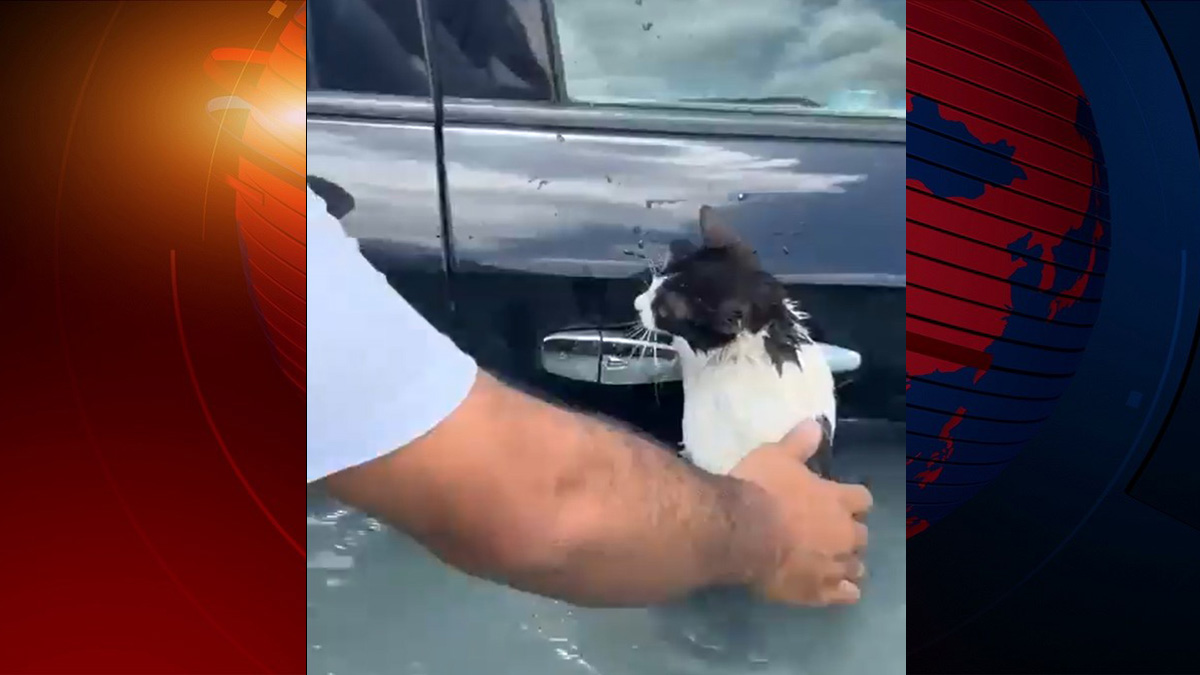 বিড়ালকে ডুবে যাওয়ার হাত থেকে বাঁচালো দুবাই পুলিশ