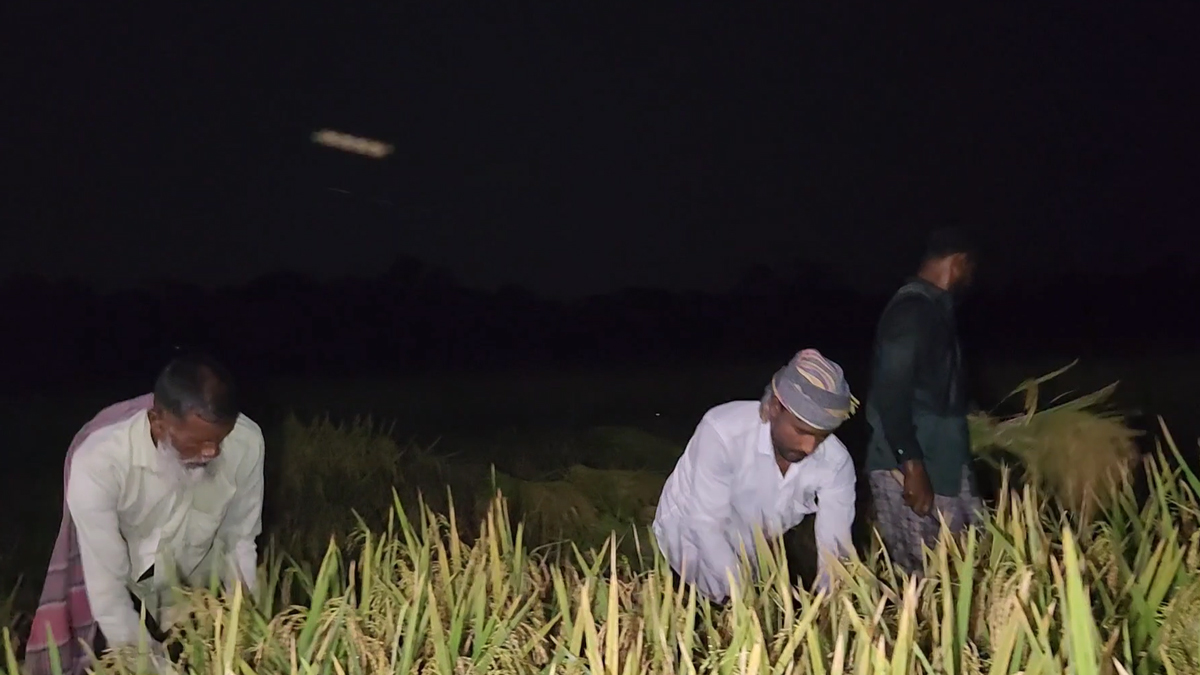 দিনে হিটস্ট্রোকের ভয়, চাঁদের আলোয় ধান কাটছে কৃষকরা