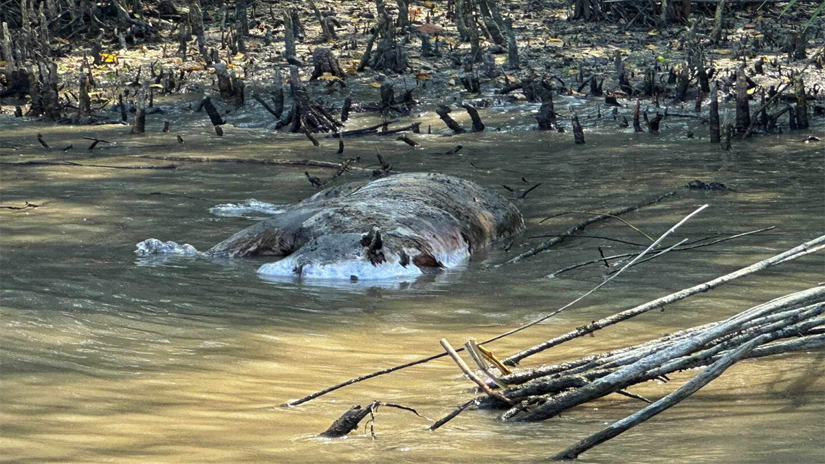 সুন্দরবনের খালে ভেসে উঠলো মৃত বাঘ