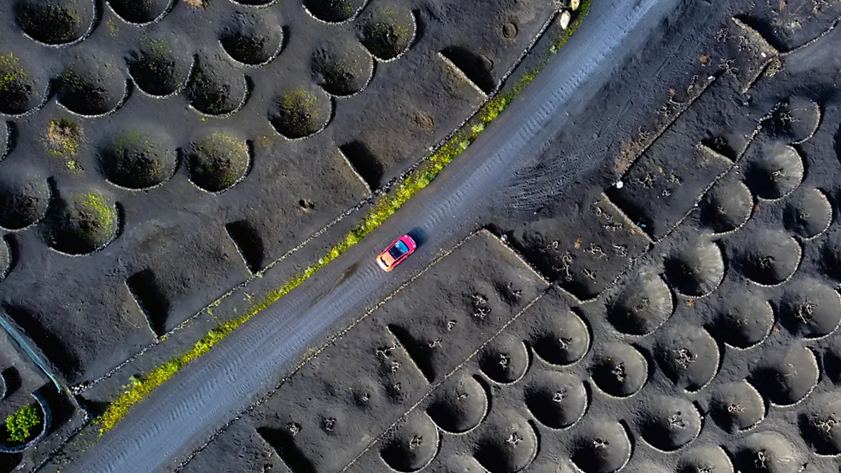 আগ্নেয়গিরির ছাইয়ের স্তরে আঙুর গাছ, উৎপাদন করা হচ্ছে ওয়াইন