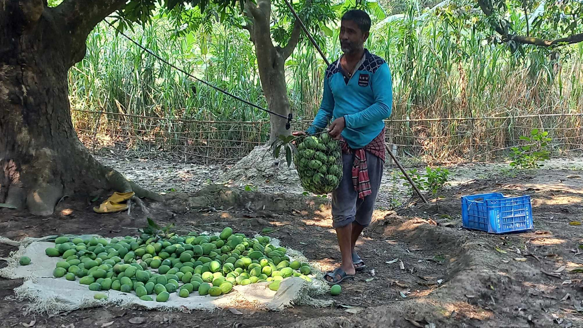 আজ থেকে খেতে পারবেন রাজশাহীর আম