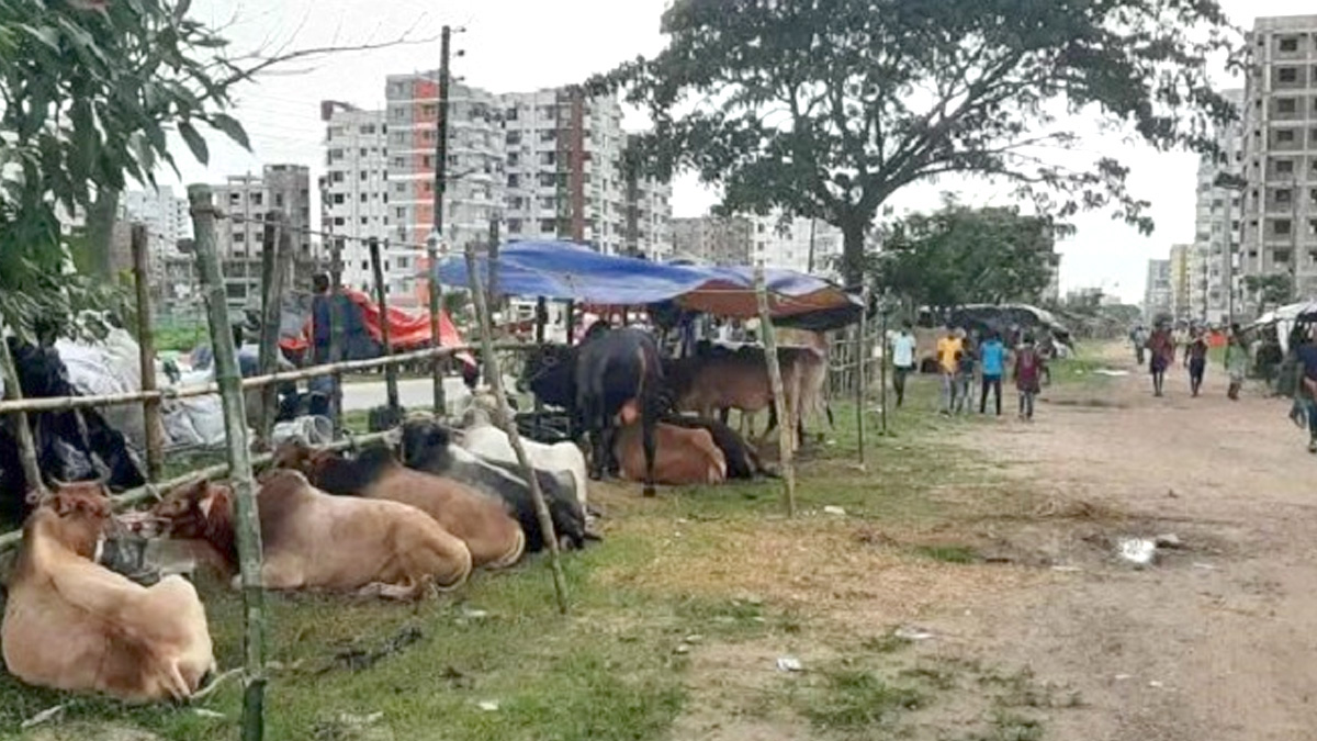 আফতাবনগরে গরুর হাট বসানো যাবে না: হাইকোর্ট