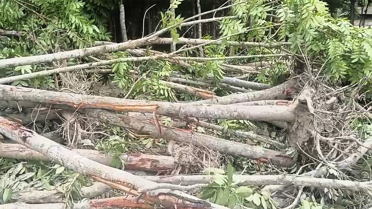 পটুয়াখালীতে খাল সংস্কারের নামে অর্ধশতাধিক গাছ কাটার অভিযোগ