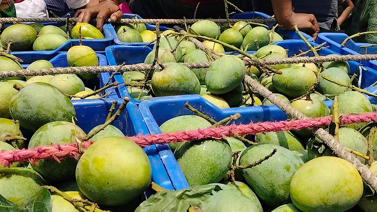 বাজারে সাতক্ষীরার আম, দাম দ্বিগুণ