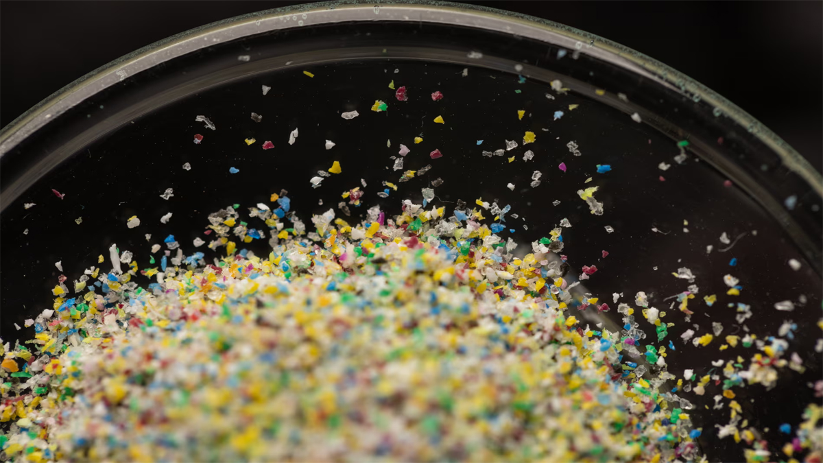 পুরুষের অণ্ডকোষে মিলছে মাইক্রো প্লাস্টিক, উর্বরতার ঝুঁকিতে লাখো মানুষ