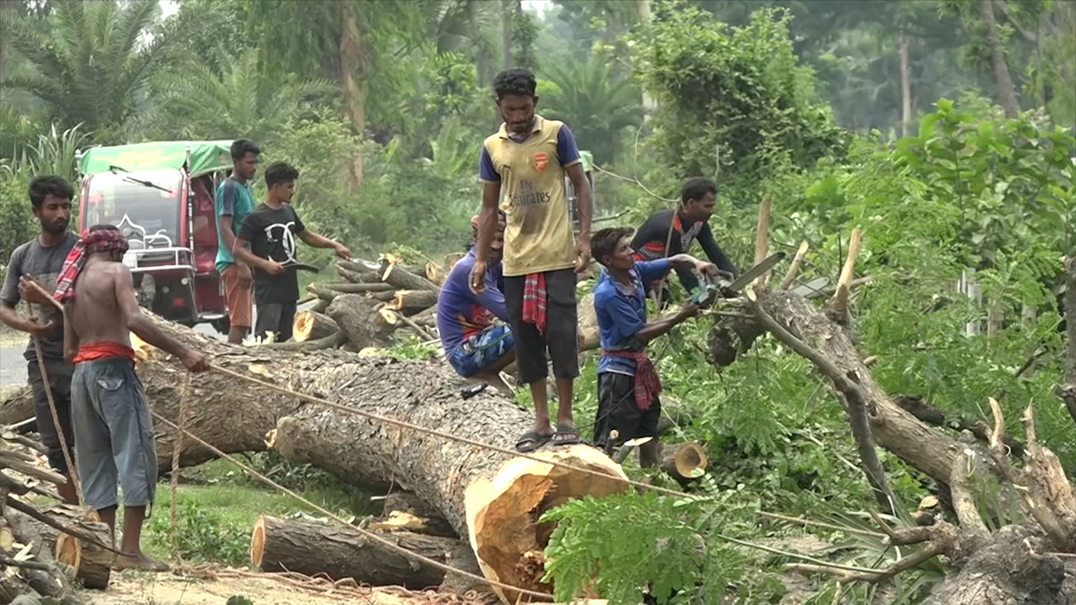 উন্নয়নের আঘাতে বিলীন হচ্ছে গাছ
