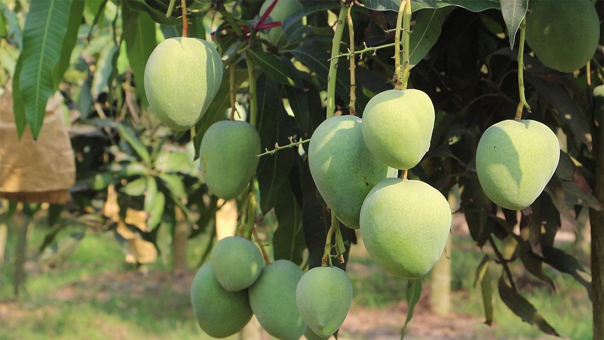 নওগাঁয় আম পাড়া শুরু