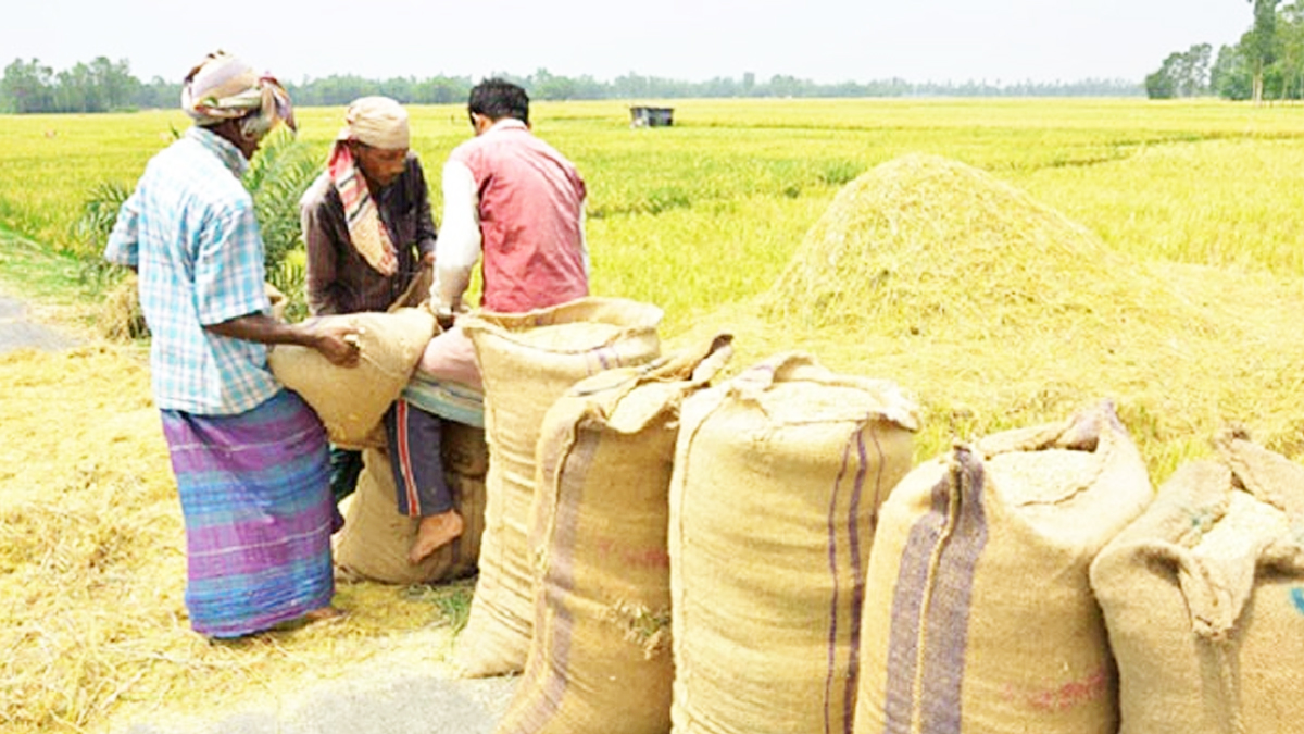 ৩২ টাকা কেজি দরে ৫ লাখ টন ধান কিনছে সরকার