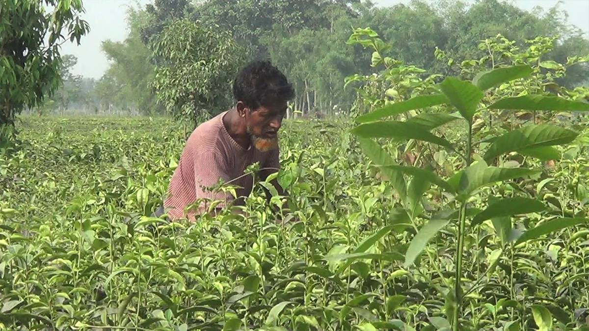 উত্তরের জেলা পঞ্চগড়ে দিনের গরম ফুরোয় রাতের শীতে