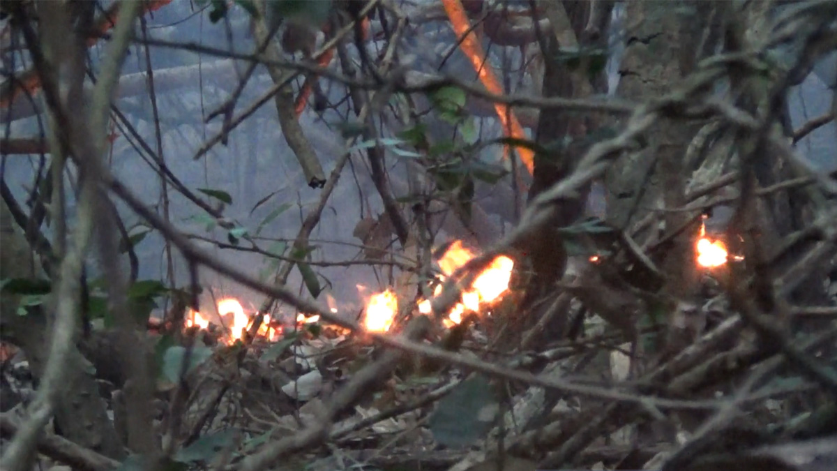 সুন্দরবনে অগ্নিকাণ্ডে পুড়লো ৫ একর বনভূমি