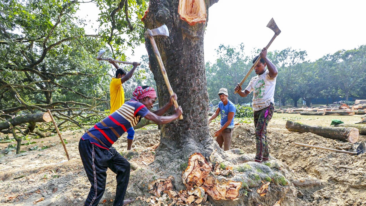 দুই দশকে গাছবেষ্টিত এলাকা কমেছে ৬ লাখ একরেরও বেশি