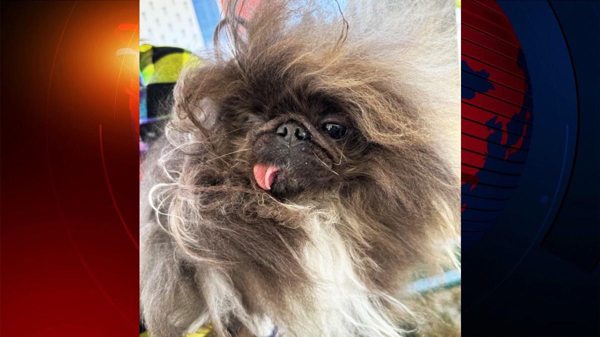 বিশ্বের সবচেয়ে কুৎসিত কুকুরের পুরস্কার জিতে নিলো ‘ওয়াইল্ড থাং’