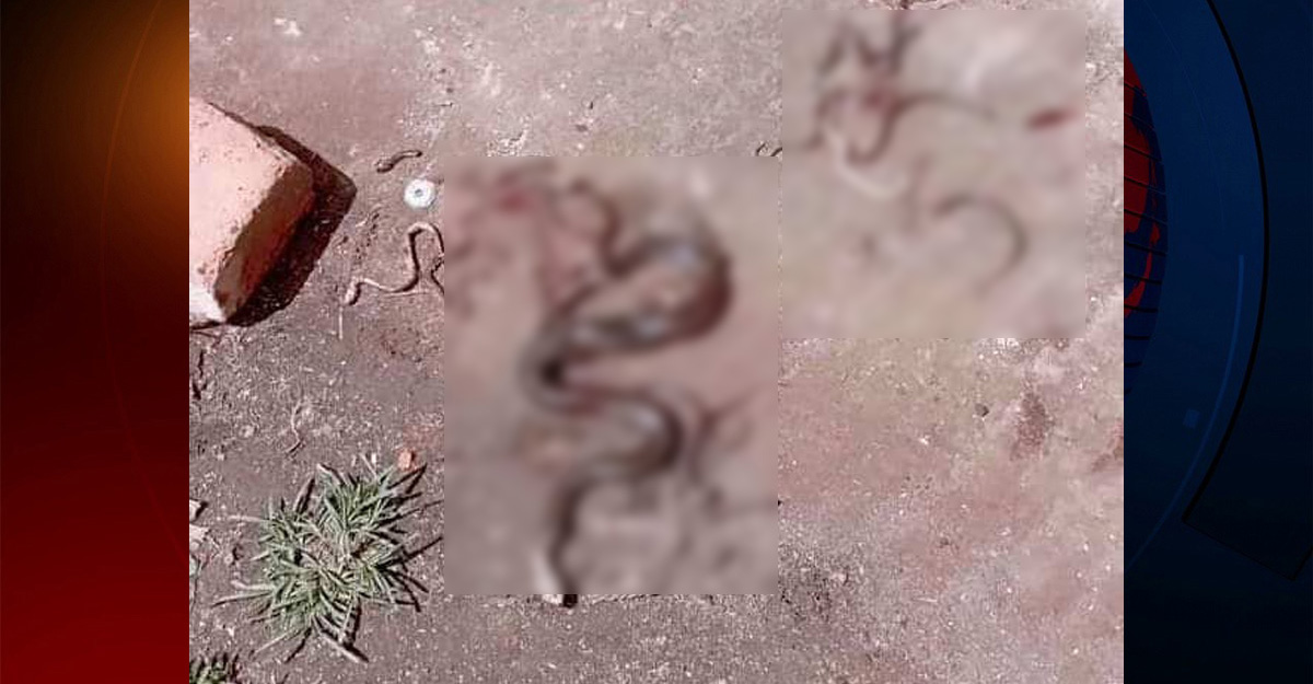 রাসেলস ভাইপার ভেবে পিটিয়ে মারা হলো রেইনবো ওয়াটার স্নেইক