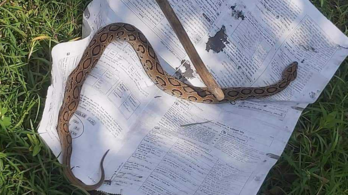 চাঁপাইনবাবগঞ্জে আম বাগানে রাসেলস ভাইপার, পিটিয়ে মারলো শ্রমিকরা