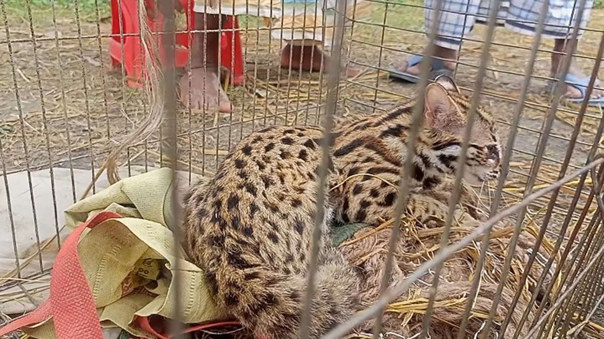 কুড়িগ্রামে চিতাবাঘের বাচ্চা উদ্ধার