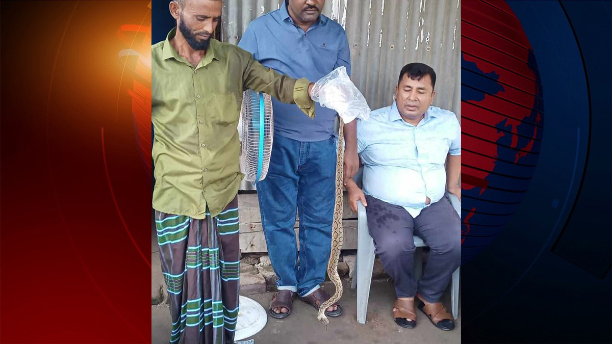 ফরিদপুরে সাপের কামড়ে কৃষকের মৃত্যু, মারা হলো ২টি রাসেলস ভাইপার