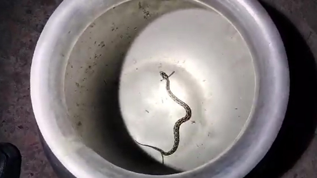 ফরিদপুরে পুরস্কারের আশায় জীবিত রাসেলস ভাইপার নিয়ে হাজির যুবক