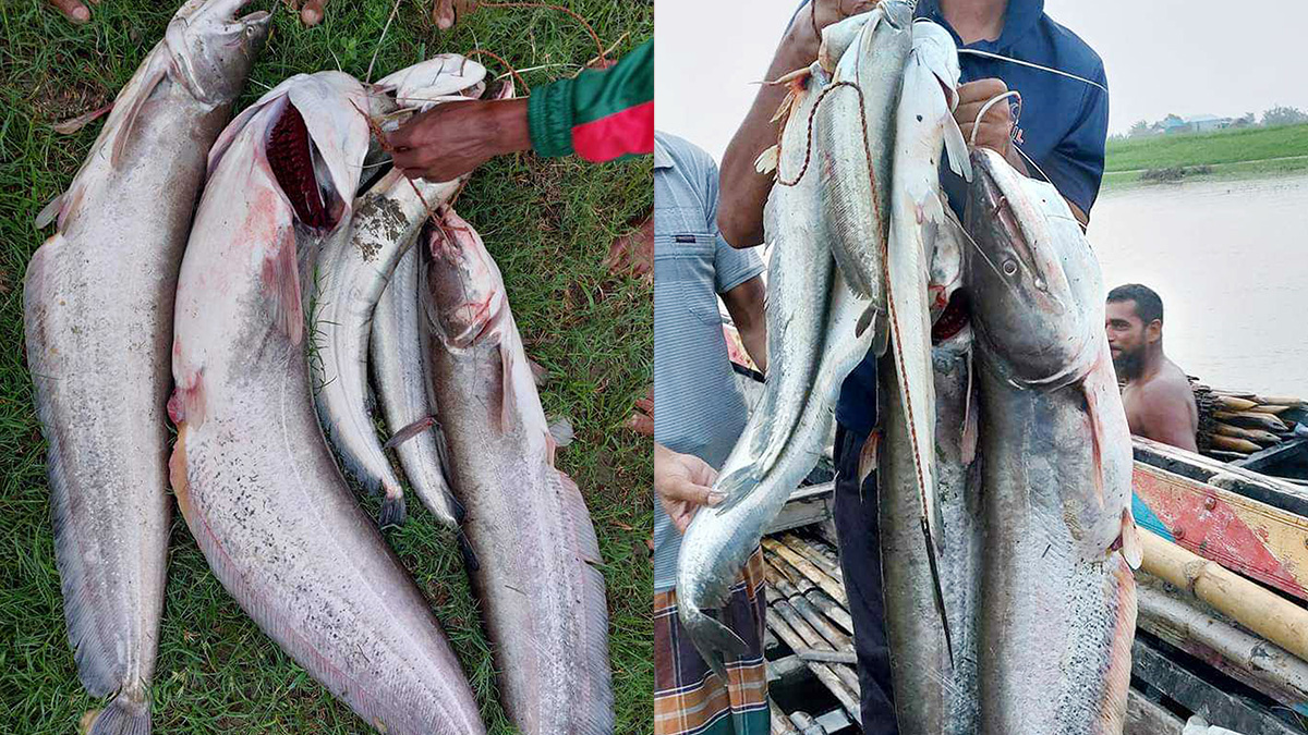 যমুনায় ঝাঁকে ঝাঁকে ধরা পড়ছে ছোট-বড় বোয়াল