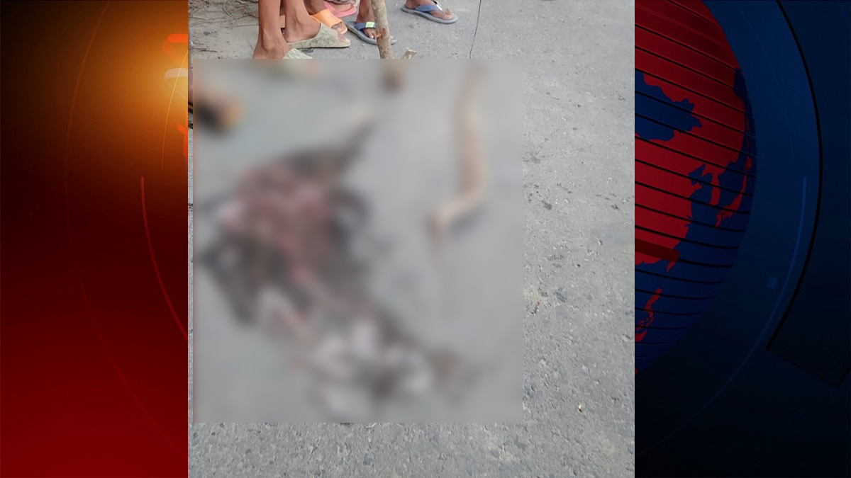 মাদারীপুরে ৩৪ বাচ্চাসহ রাসেলস ভাইপার পিটিয়ে হত্যা