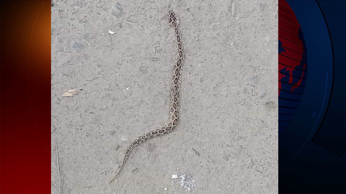 ভাঙ্গায় ৫ দিনে দেখা মিললো ৫টি রাসেলস ভাইপারের