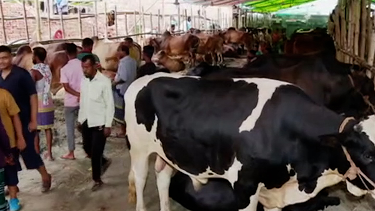 যথেষ্ট জোগান নিয়ে জমার অপেক্ষায় ঢাকার পশুর হাট