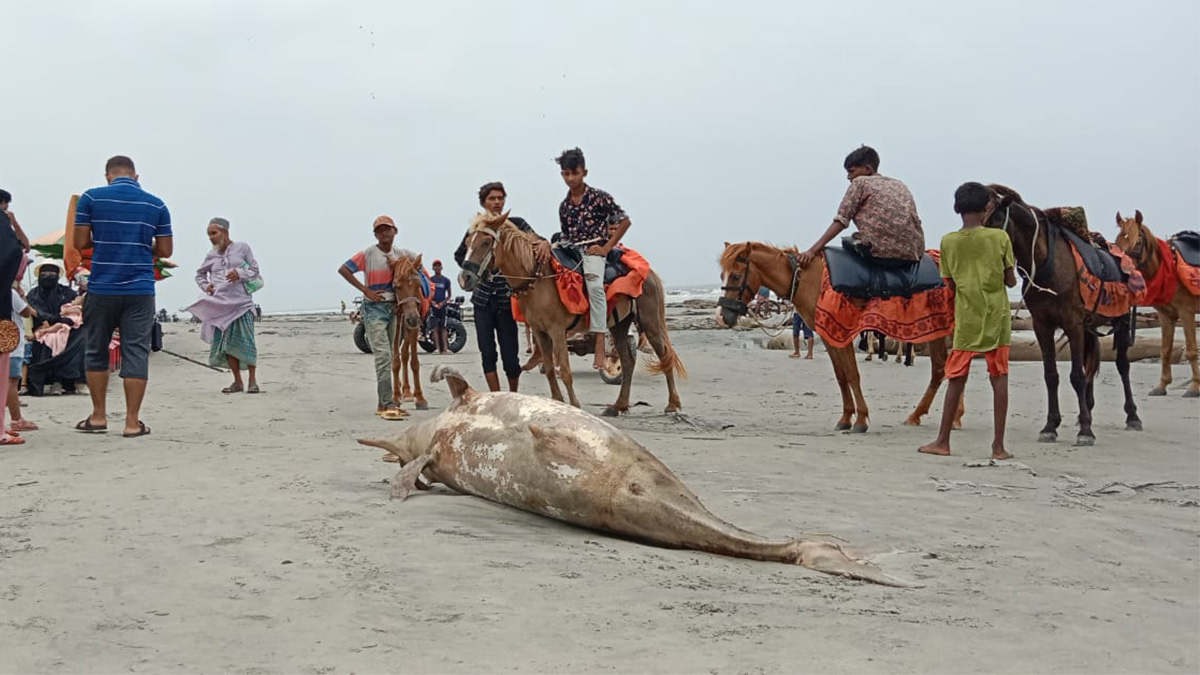 কুয়াকাটা সৈকতে ভেসে এলো মৃত ডলফিন