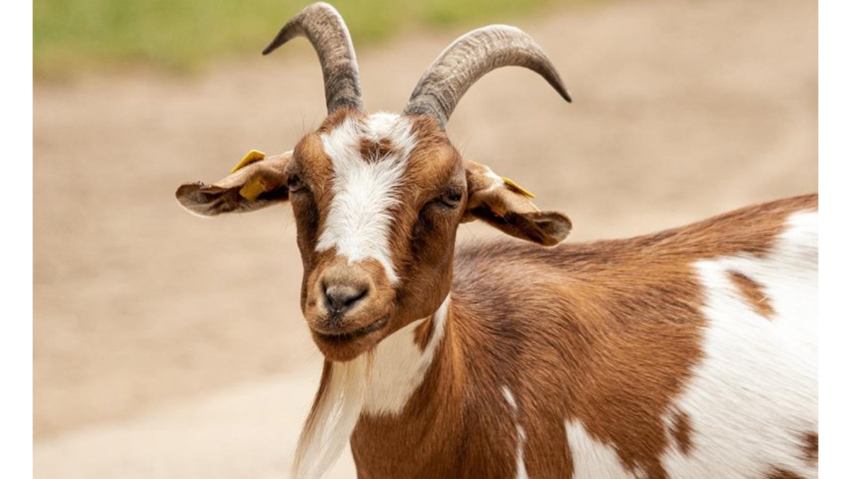 পাকিস্তানে কোরবানির হাটে ছাগলের মুখে প্লাস্টিকের দাঁত, বিক্রেতা গ্রেফতার