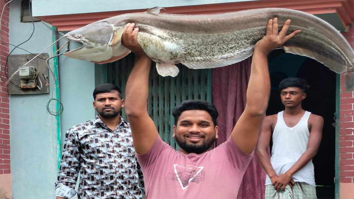 যমুনা নদীতে ধরা পড়লো ১৮ কেজির বোয়াল, বিক্রি ২২ হাজারে!