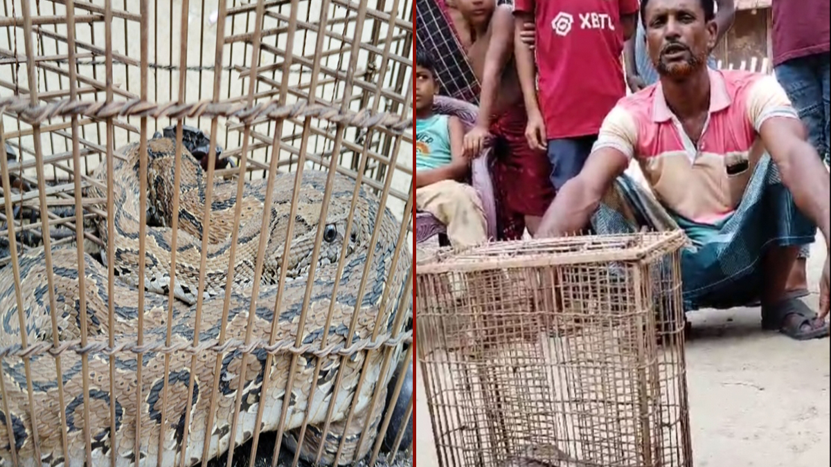 মাছ ধরা ফাঁদে রাসেলস ভাইপার, পুরস্কারের আশায় নিয়ে এলেন বাড়িতে