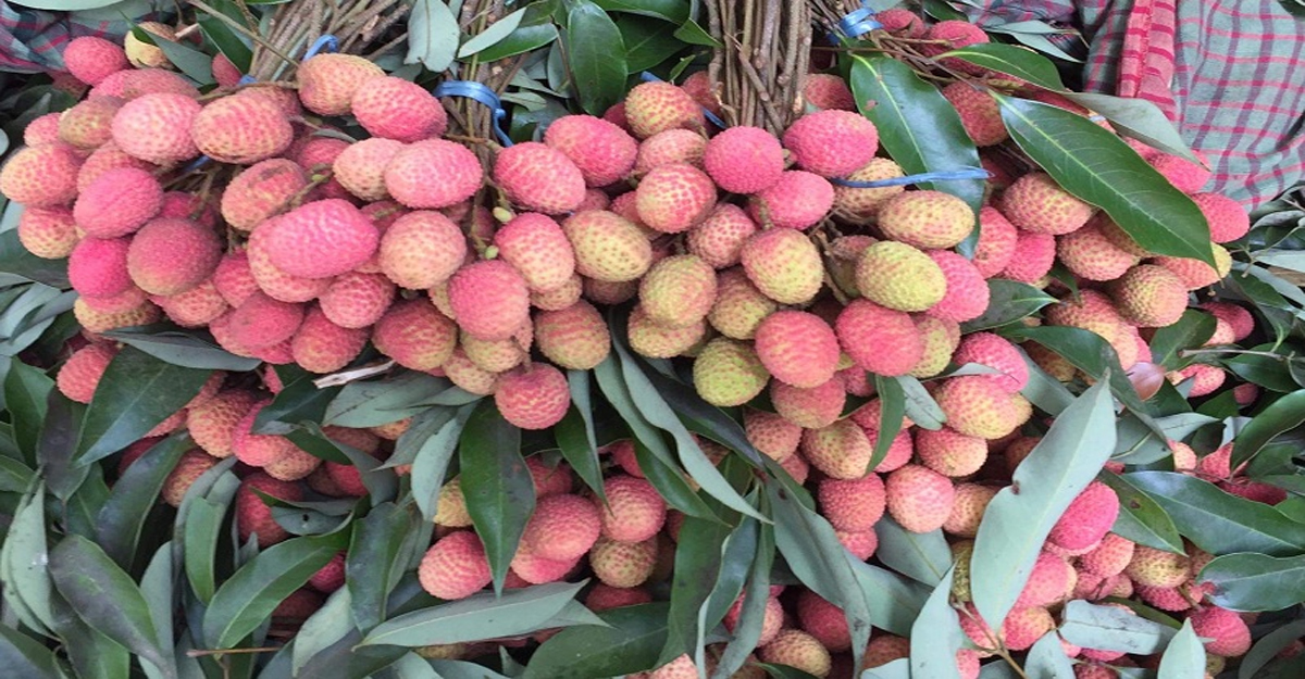 গরমে কী পরিমাণে লিচু খাওয়া উচিত?