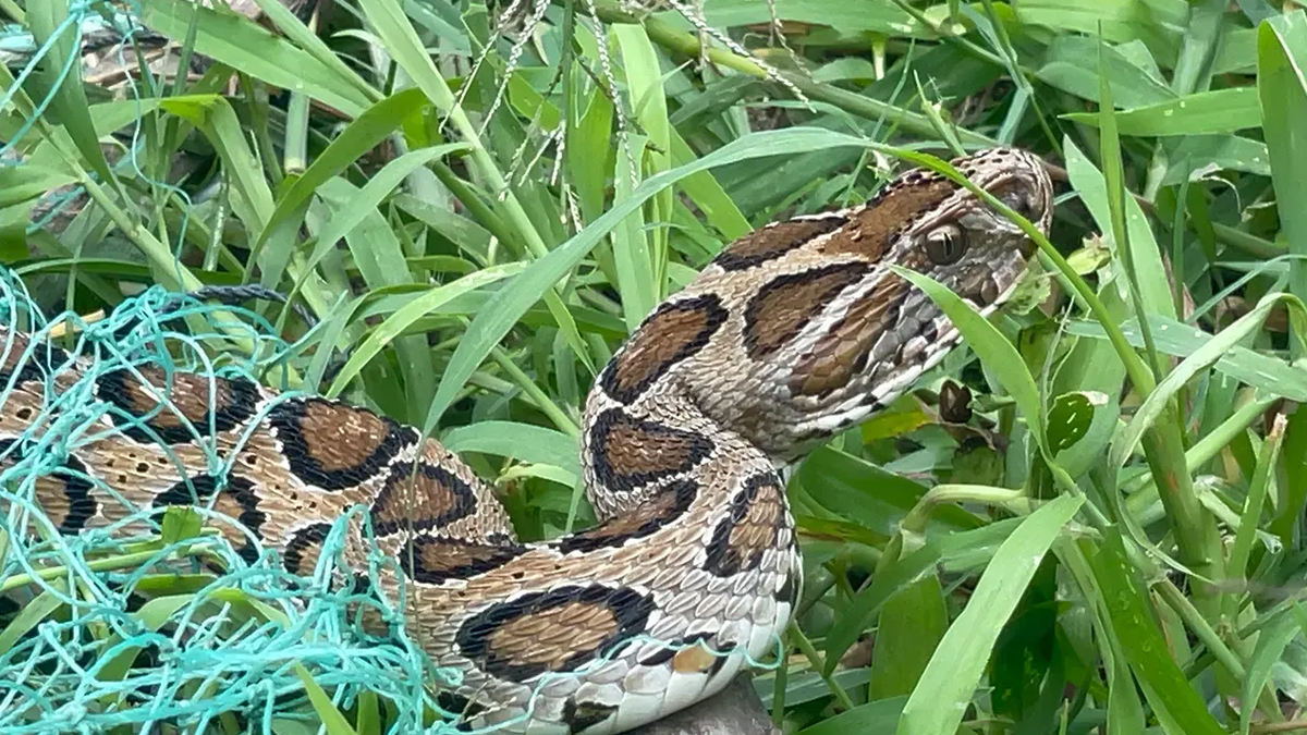 কুষ্টিয়ায় রাসেল ভাইপারের কামড়ে দু’জনের মৃত্যু