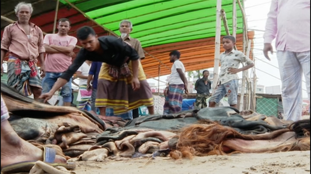 সঠিক দাম না পাওয়ার অভিযোগ চামড়া বিক্রেতাদের
