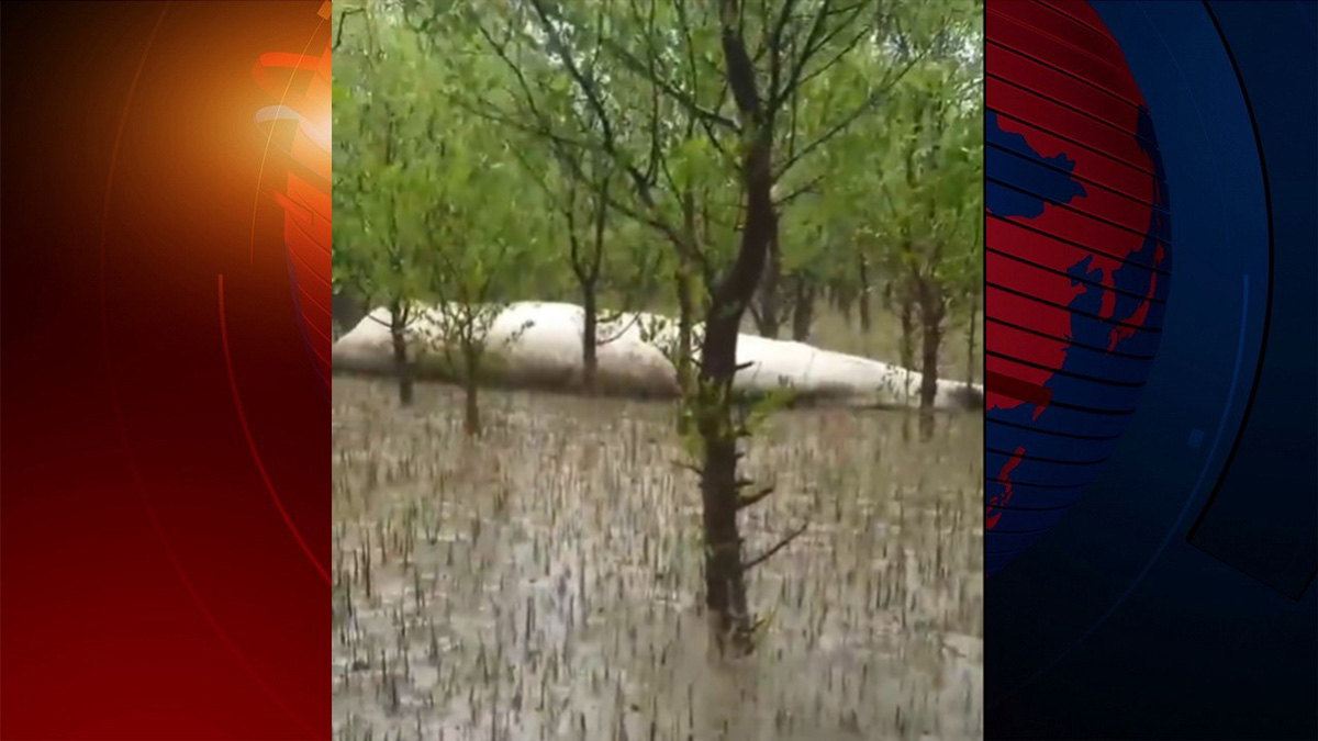 বরগুনায় জোয়ারের পানিতে ভেসে এলো মৃত তিমি