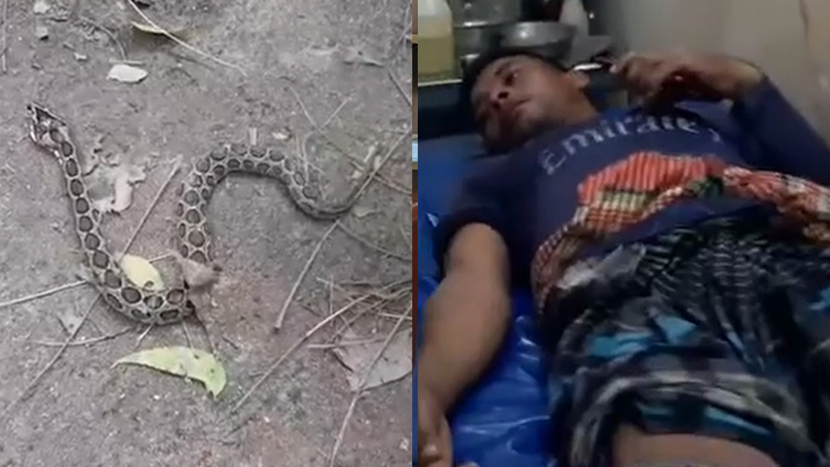 কামড় খেয়ে জীবন্ত রাসেলস ভাইপার নিয়ে হাসপাতালে কৃষক