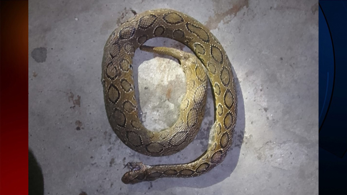 রাজশাহীতে থানার শৌচাগার থেকে রাসেলস ভাইপার উদ্ধার