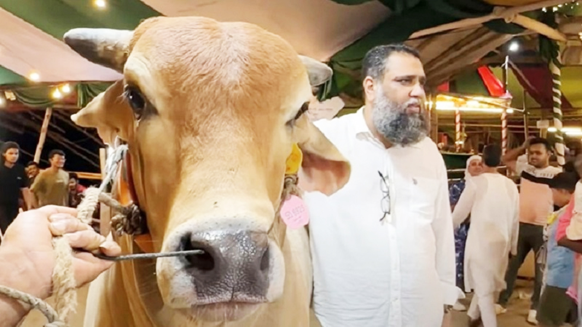 সাদিক অ্যাগ্রোর আমদানি করা ব্রাহমা জাতের ছয়টি গরু উদ্ধার