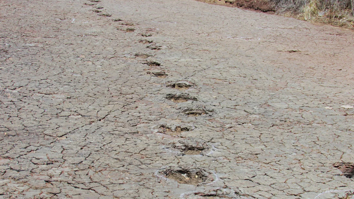 আটলান্টিক মহাসাগরের বিপরীত দিকে মিললো ‘ডাইনোসরের’ পায়ের ছাপ