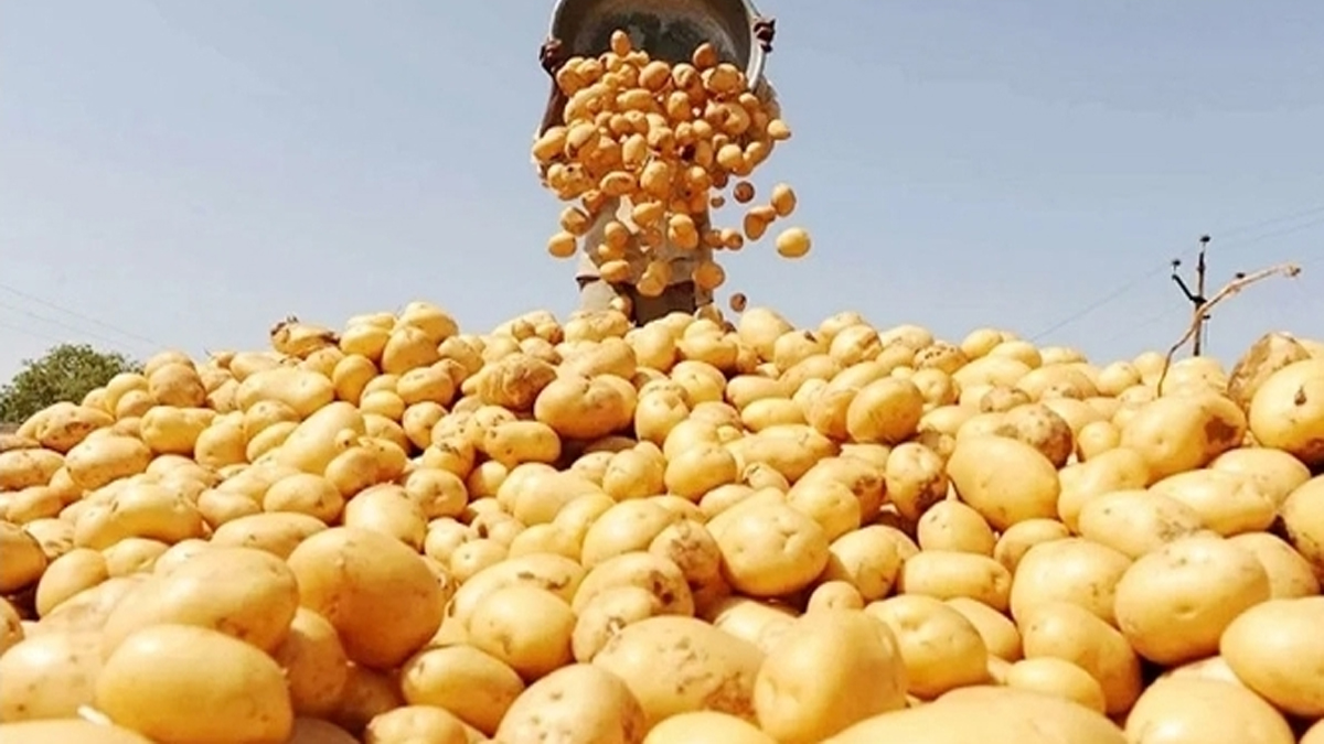 ৩ বছরে আলুর দাম বেড়েছে দ্বিগুণ
