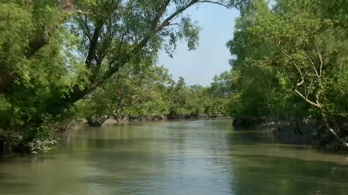 ৩ মাস পর খুলছে সুন্দরবন, চলছে বনজীবীদের প্রস্তুতি